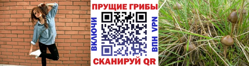 Псилоцибиновые грибы мицелий  Бугульма 